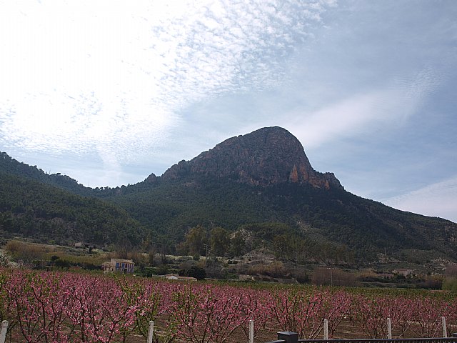 Floracin de Cieza -  El Caico - 26